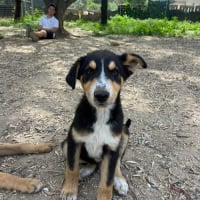 Photo de Cha - Chien Mâle de race inconnue