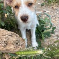 Photo de Feta Fuzz