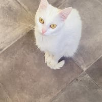 Photo de Sakura