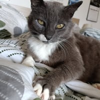 Photo de Newton
