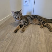 Photo de Cookie