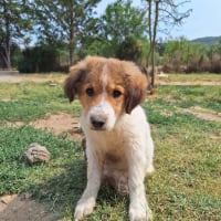 Photo de Maple