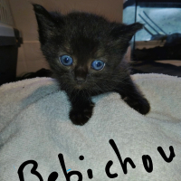 Photo de Bebichou