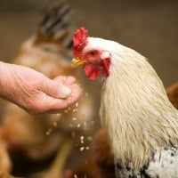 Photo de Pouletta