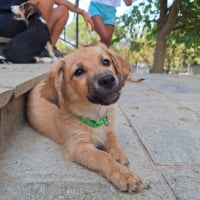 Photo de Cookie
