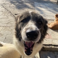 Photo de Yoshi