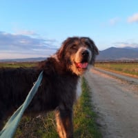 Photo de Pierro