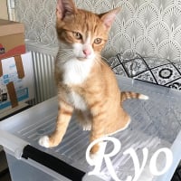 Photo de Ryo
