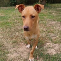 Photo de Scooby