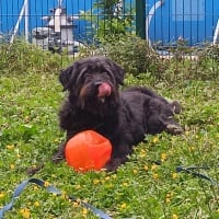 Photo de Bambou