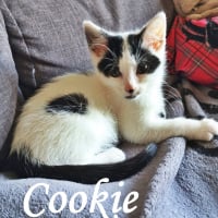 Photo de Cookie