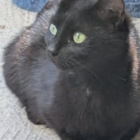 Photo de Zelda