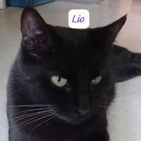 Photo de Lio