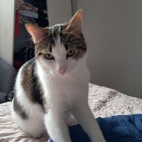 Photo de Kong