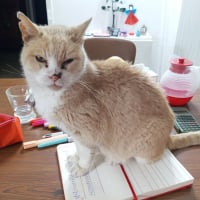 Photo de Yoda