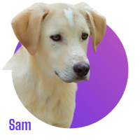 Photo de Sam
