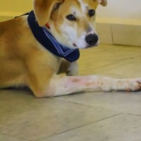 Photo de Magic - Chien Mâle de race inconnue