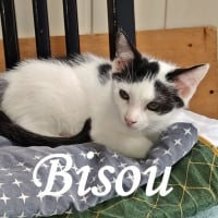 Photo de Bisou