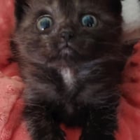 Photo de Diva