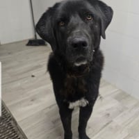 Photo de BOLO