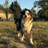 Photo de Osko