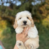 Photo de Snoopy