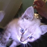 Photo de Athena