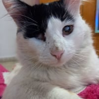 Photo de Merlin
