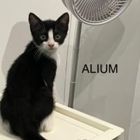 Photo de ALIUM
