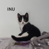Photo de INU