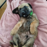 Photo de ARES