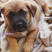 Photo de ATHENA