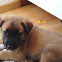 Photo de AKINA
