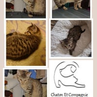 Photo de ARISTOTE