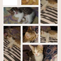 Photo de ANUBIS