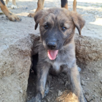 Photo de Odin