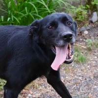 Photo de Sirius
