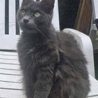 Photo de CHATOUILLE