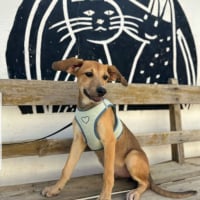 Photo de ZIVA