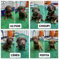 Photo de CERES ET PEPITA