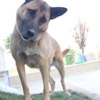 Photo de Stella