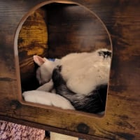 Photo de milo