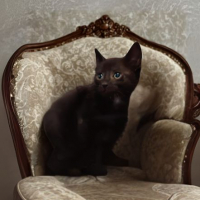 Photo de Ourson