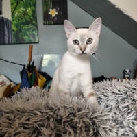 Photo de Flocon