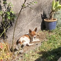 Photo de MUFFIN
