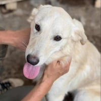 Photo de MINO