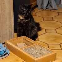 Photo de Louna