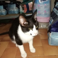Photo de Luffi