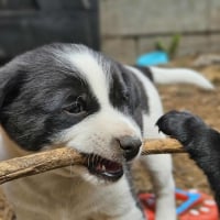 Photo de Panda