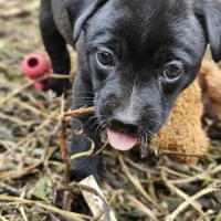 Photo de Pirate
